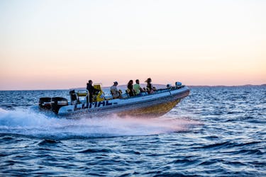 Palma Bay Life & Sea Speedboat Tour